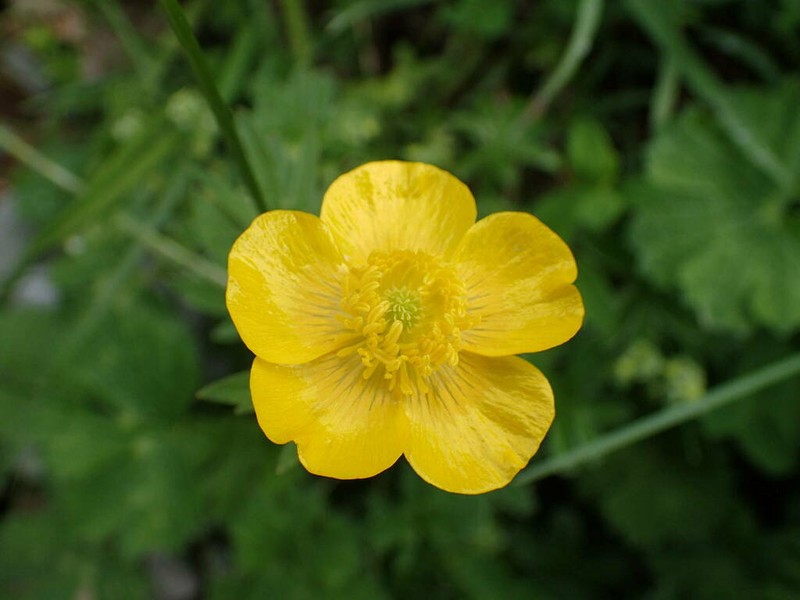 Ranunculus gouanii