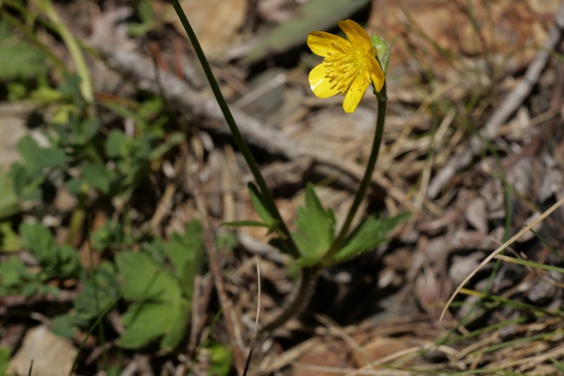 Ranunculus gouanii photo 2