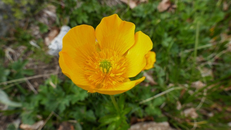 Ranunculus gouanii photo 3