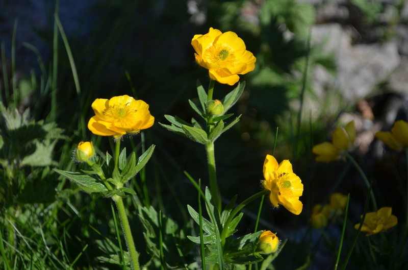 Ranunculus gouanii photo 4