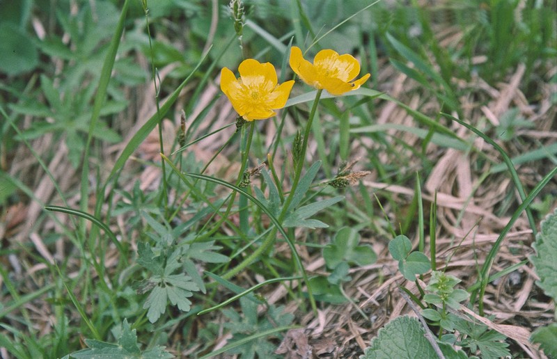Ranunculus gouanii photo 5