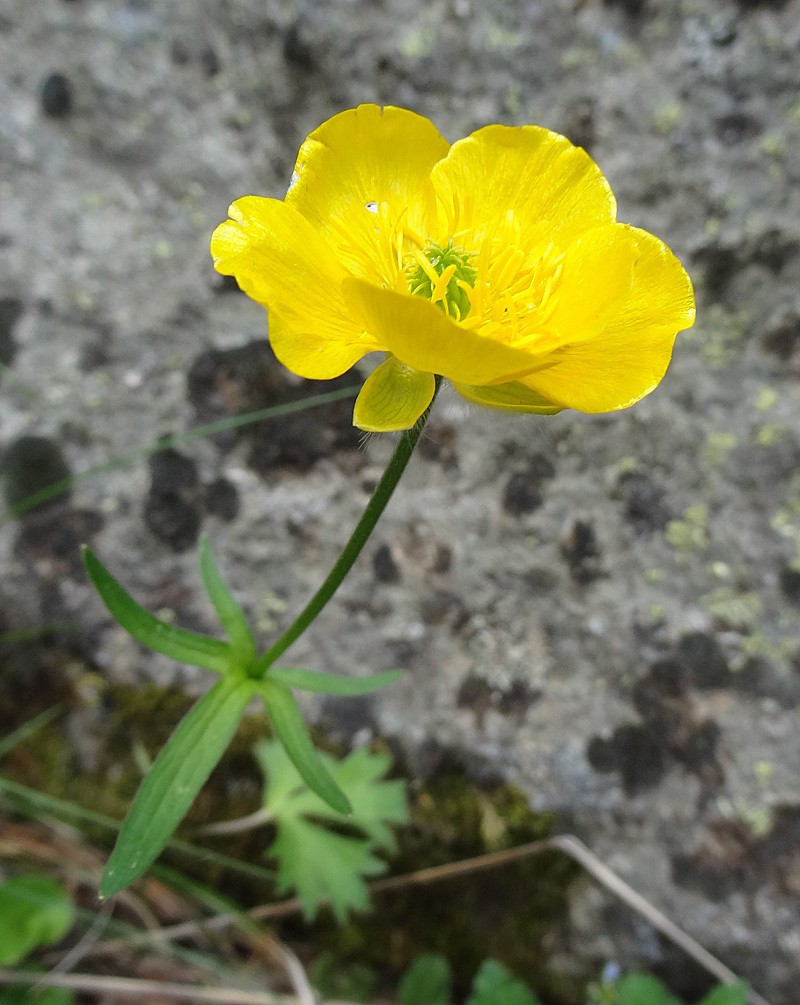 Ranunculus gouanii photo 6