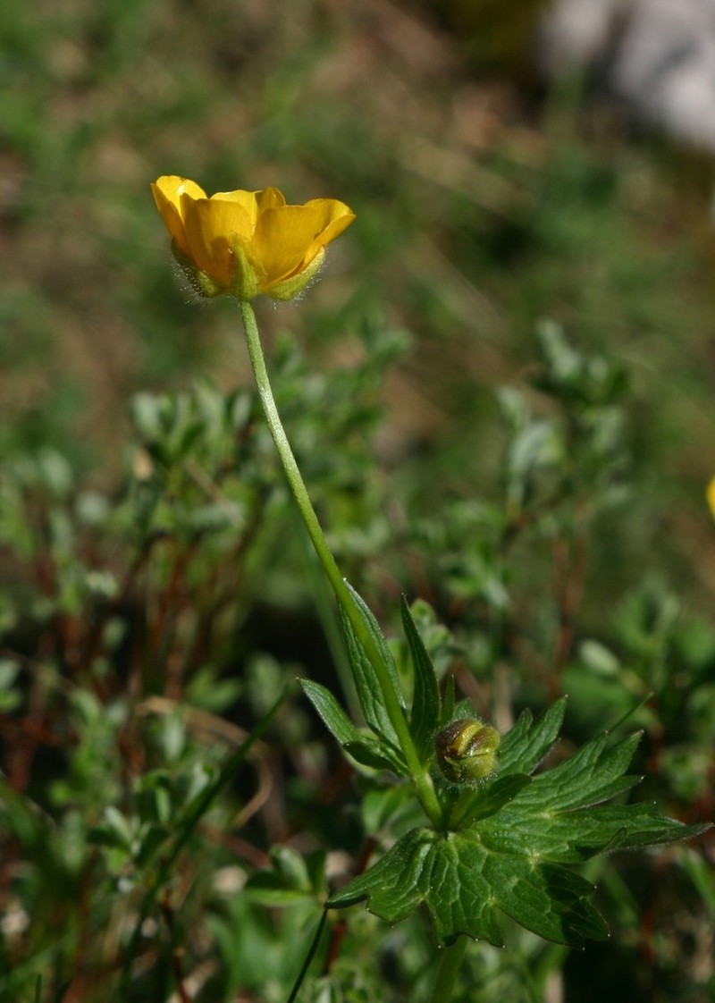Ranunculus gouanii photo 7