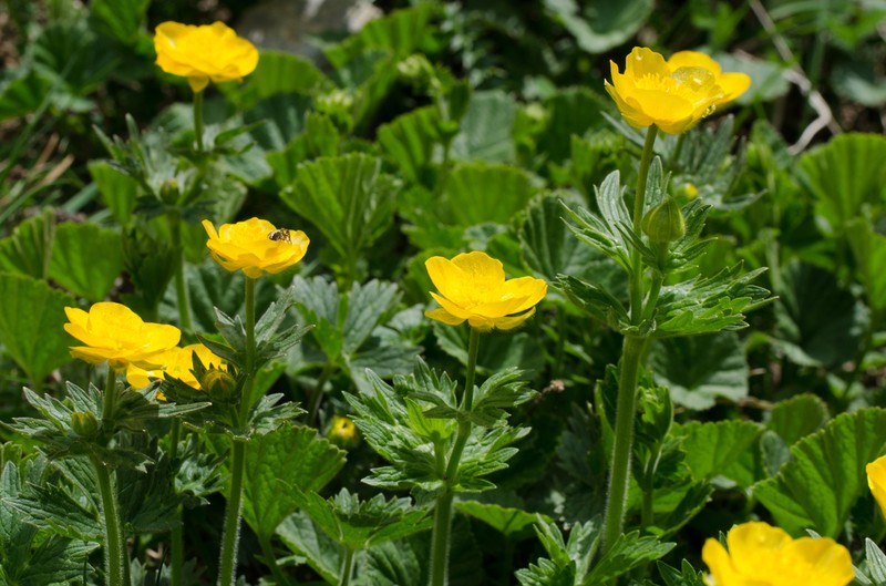 Ranunculus gouanii photo 8