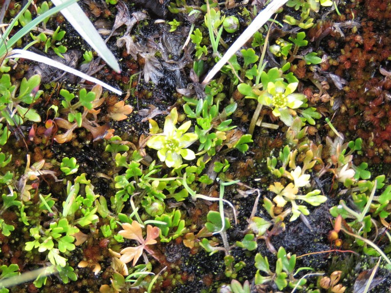Ranunculus gracilipes