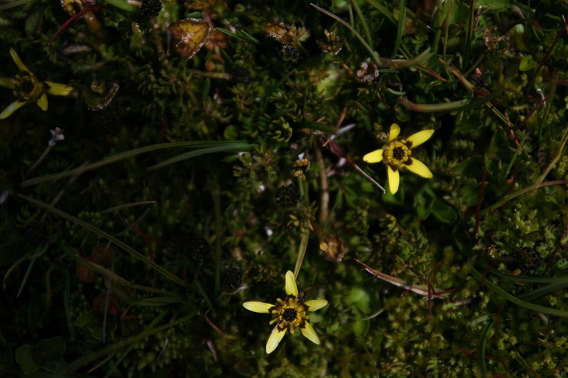 Ranunculus gracilipes photo 2