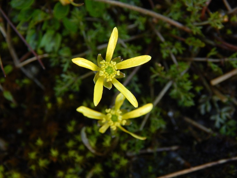 Ranunculus gracilipes photo 3