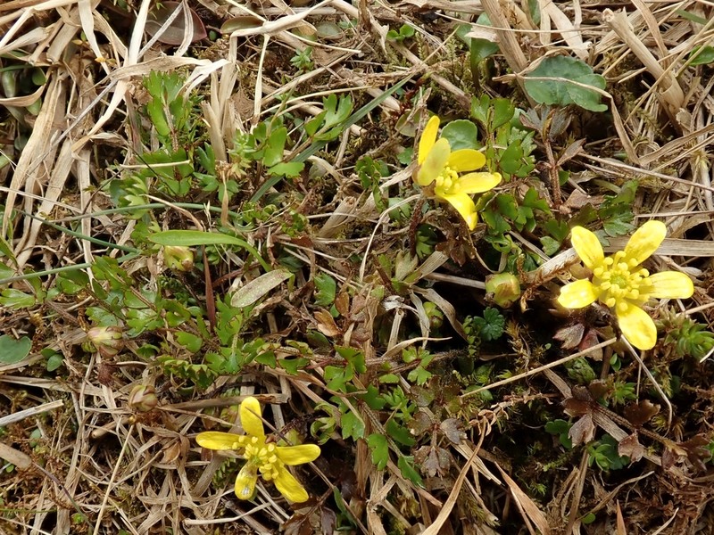 Ranunculus gracilipes photo 4