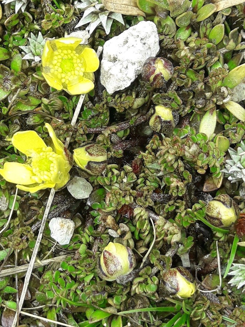 Ranunculus gracilipes photo 5