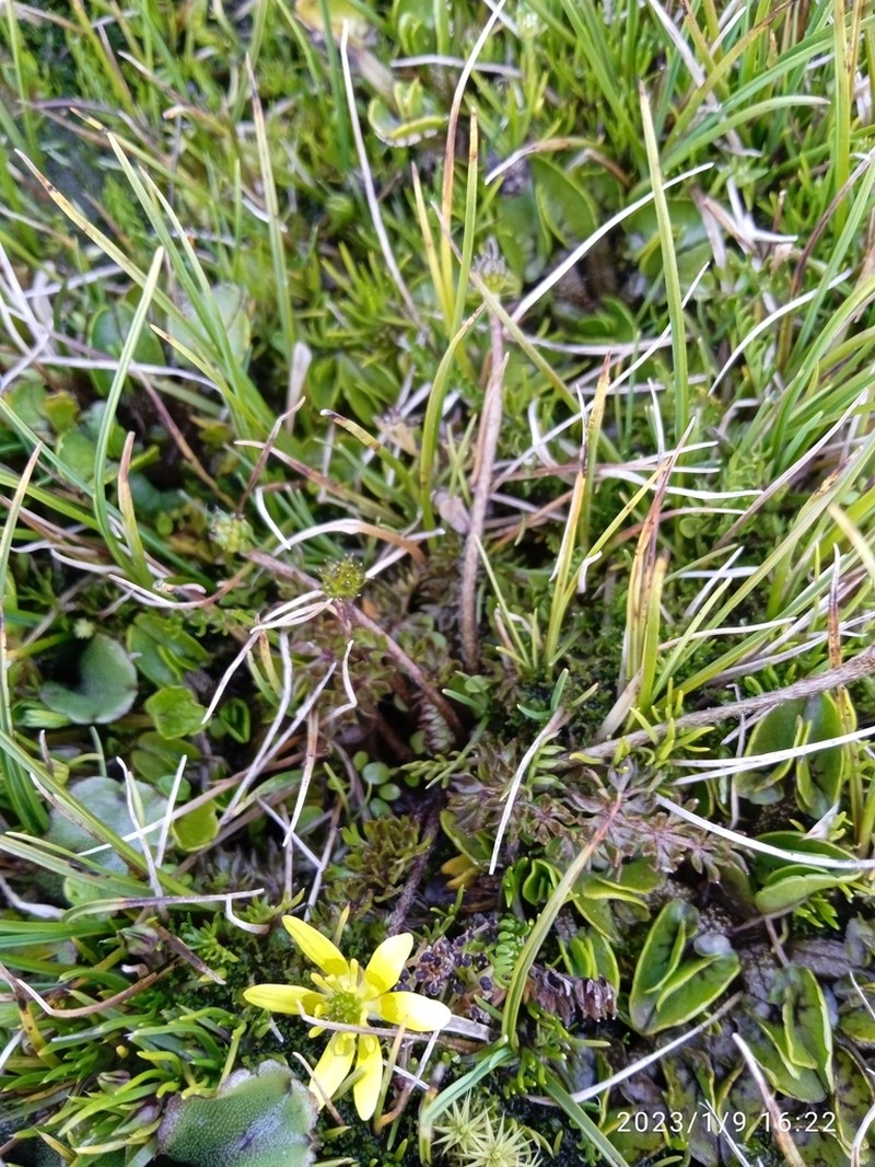 Ranunculus gracilipes photo 6