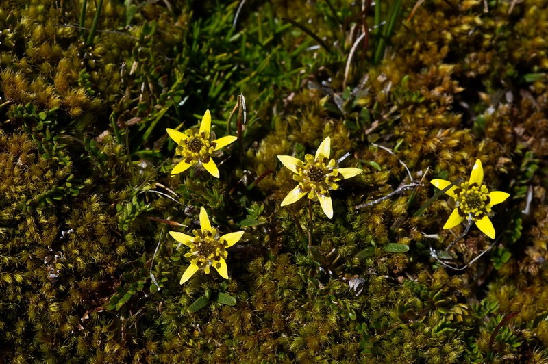Ranunculus gracilipes photo 7