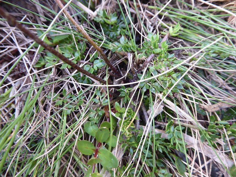 Ranunculus gracilipes photo 8