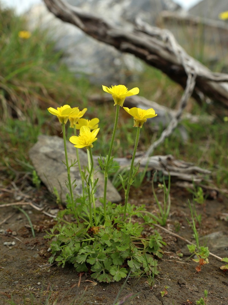 Ranunculus gracilis