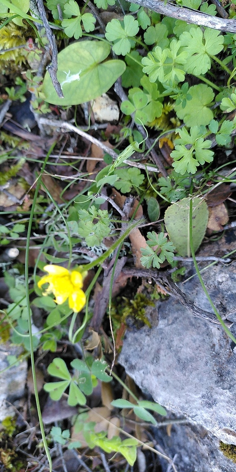 Ranunculus gracilis photo 2