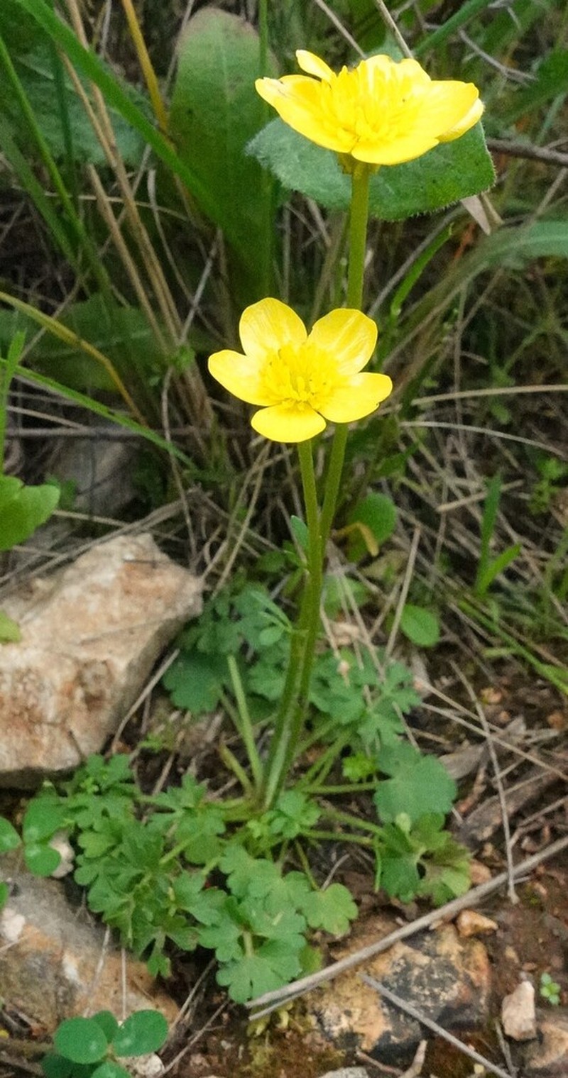 Ranunculus gracilis photo 3