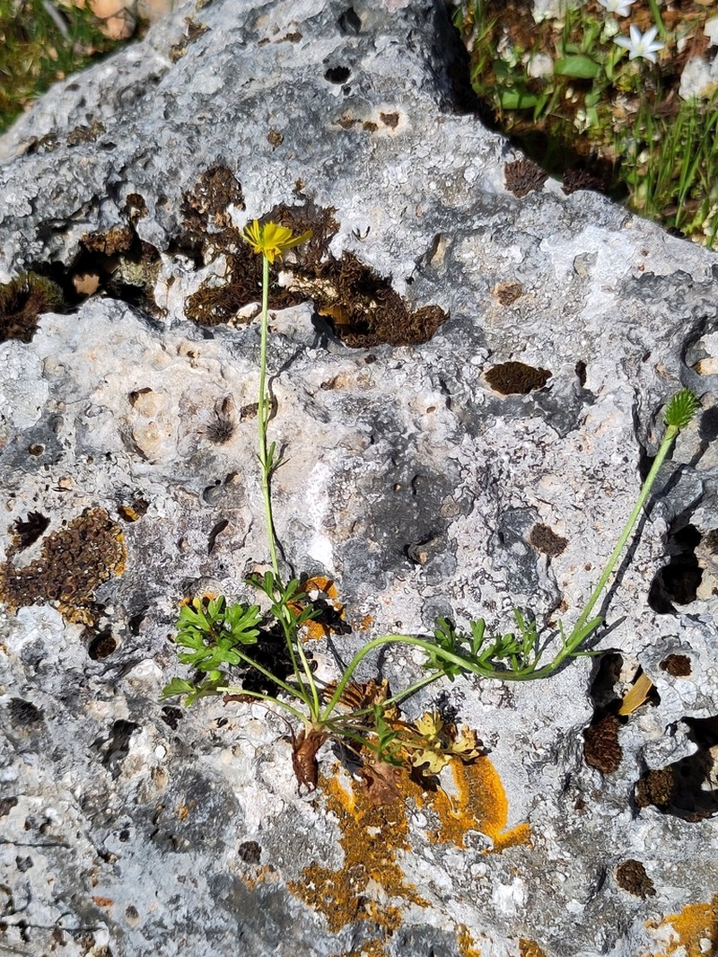 Ranunculus gracilis photo 4