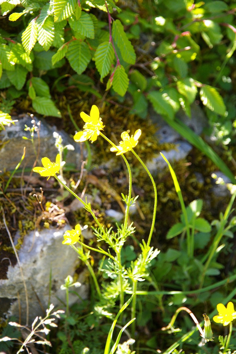Ranunculus gracilis photo 5