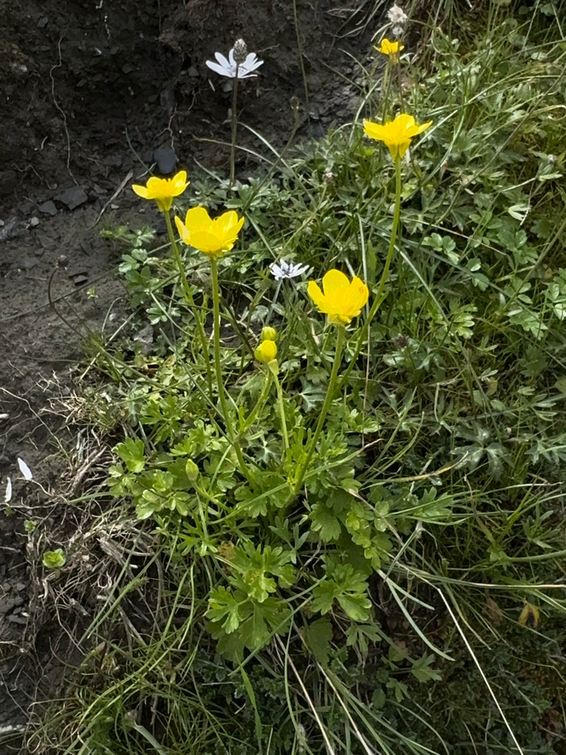 Ranunculus gracilis photo 6