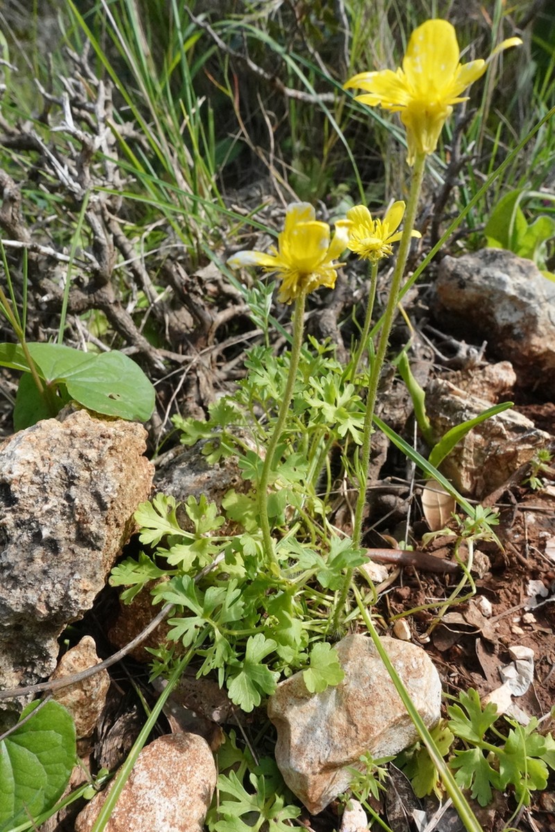 Ranunculus gracilis photo 7