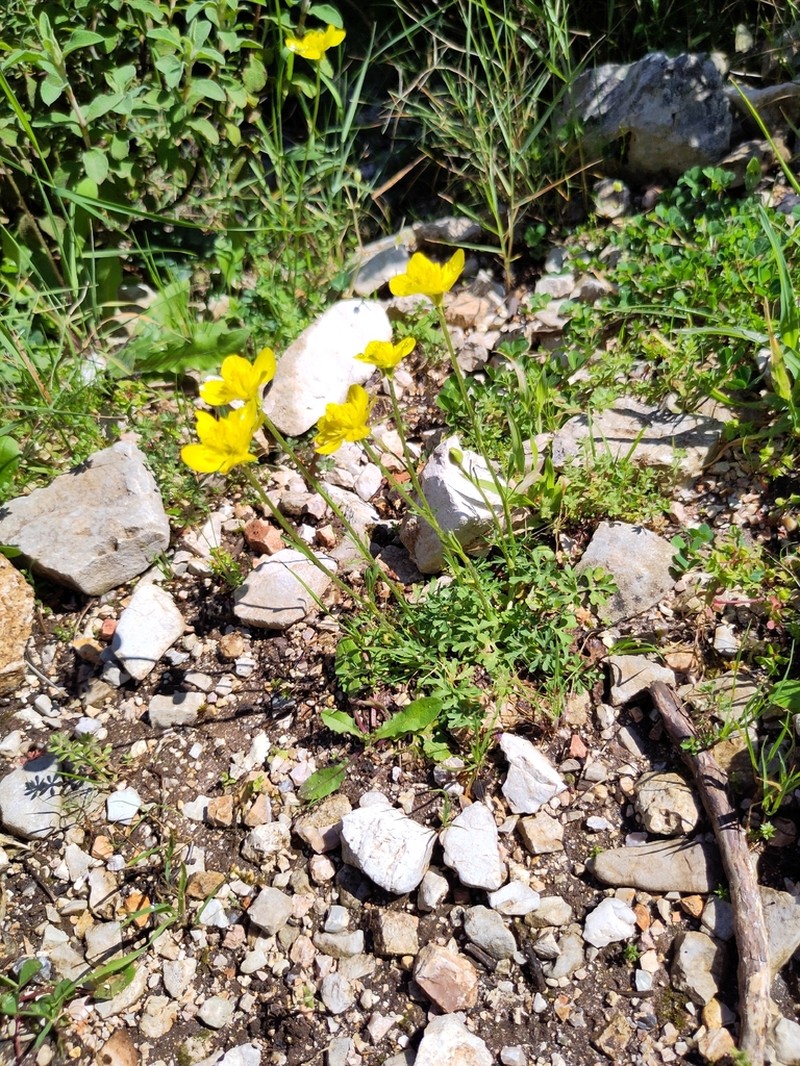 Ranunculus gracilis photo 8