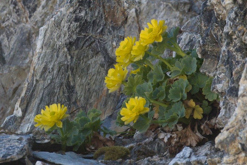 Ranunculus grahamii