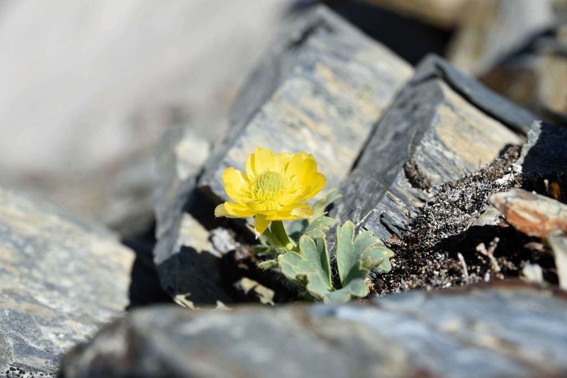 Ranunculus grahamii photo 3