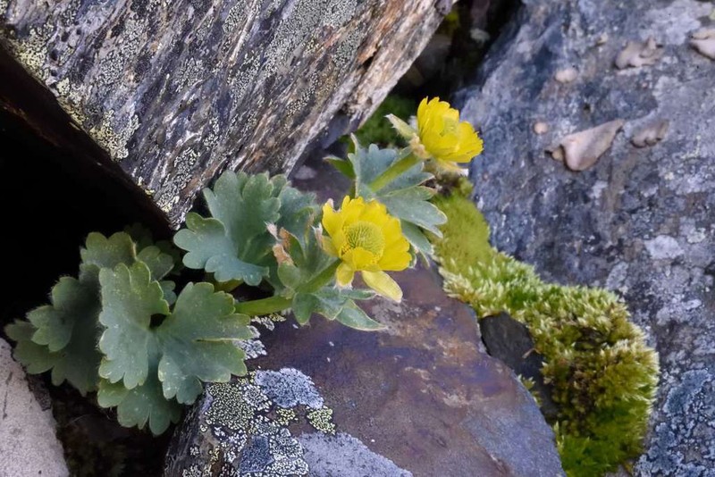 Ranunculus grahamii photo 5