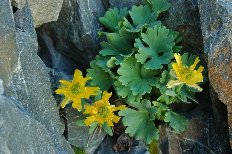 Ranunculus grahamii photo 6