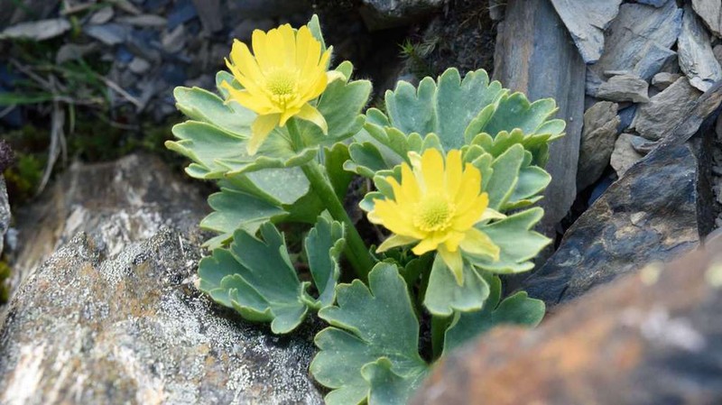 Ranunculus grahamii photo 7