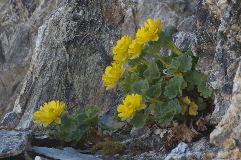 Ranunculus grahamii photo 8