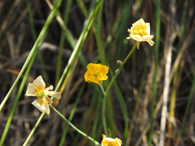 Ranunculus gramineus photo 3