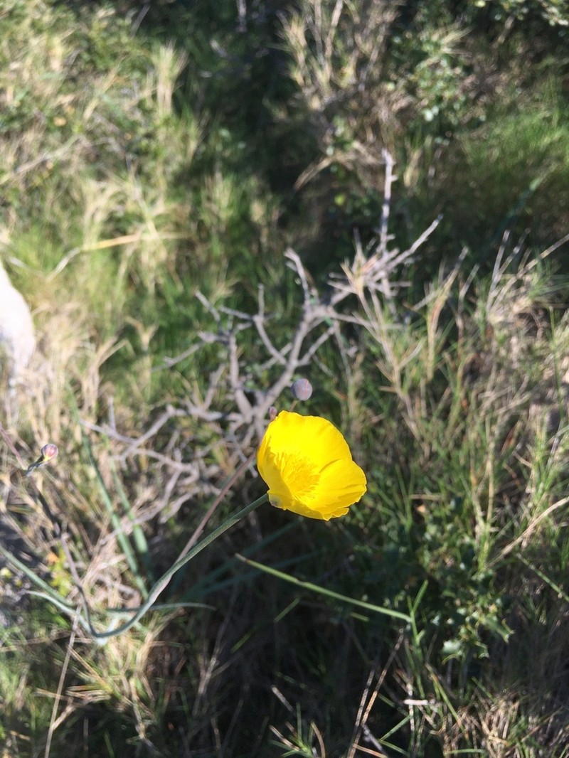 Ranunculus gramineus photo 4