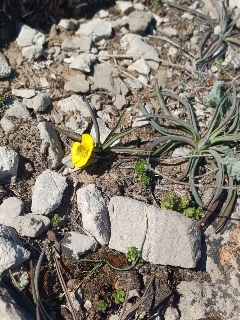 Ranunculus gramineus photo 5