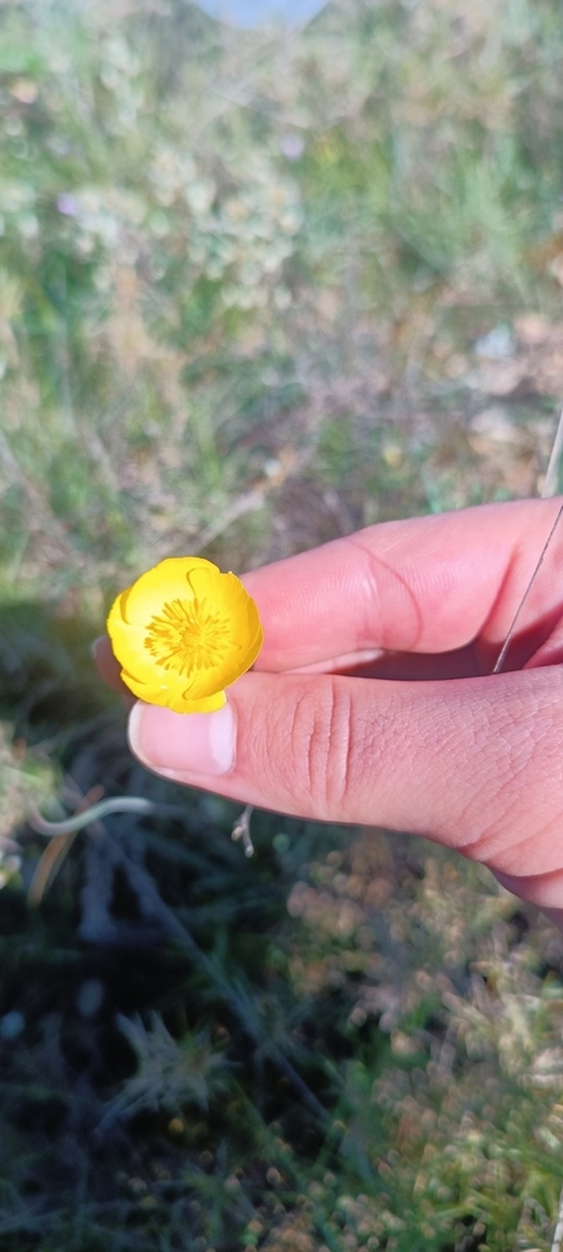 Ranunculus gramineus photo 6