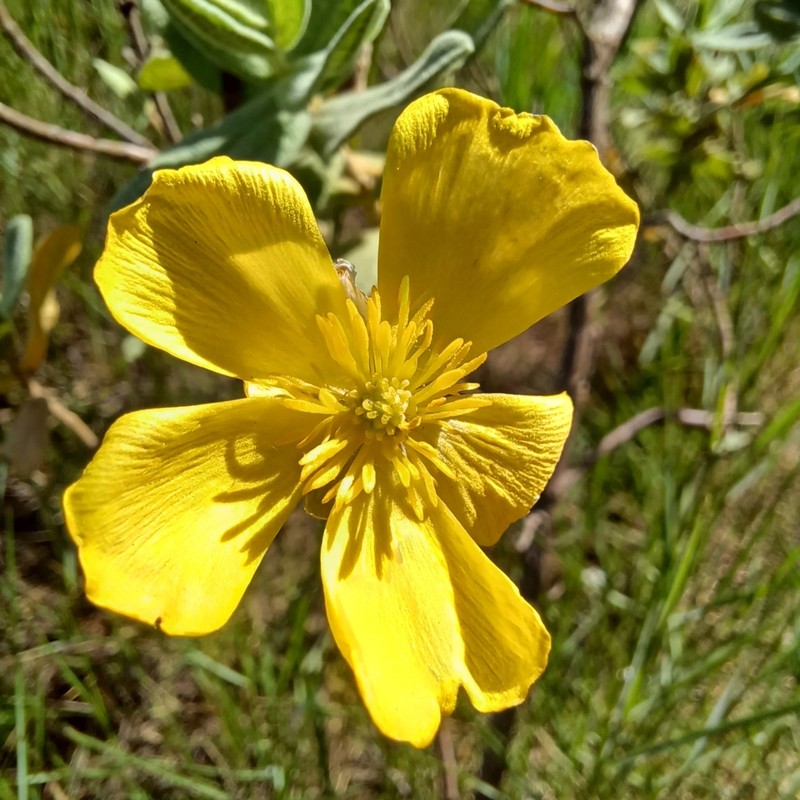 Ranunculus gramineus photo 7