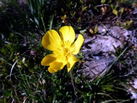 Ranunculus gramineus