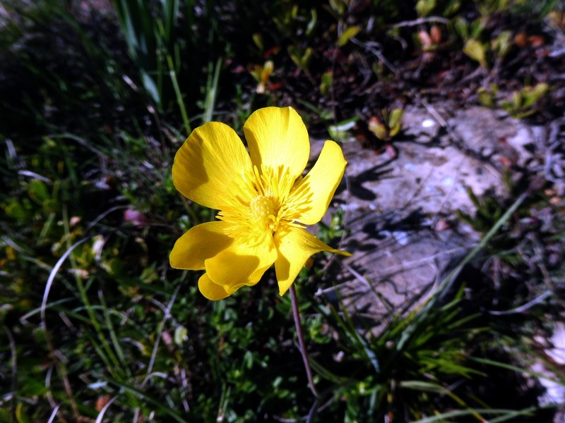 Ranunculus gramineus