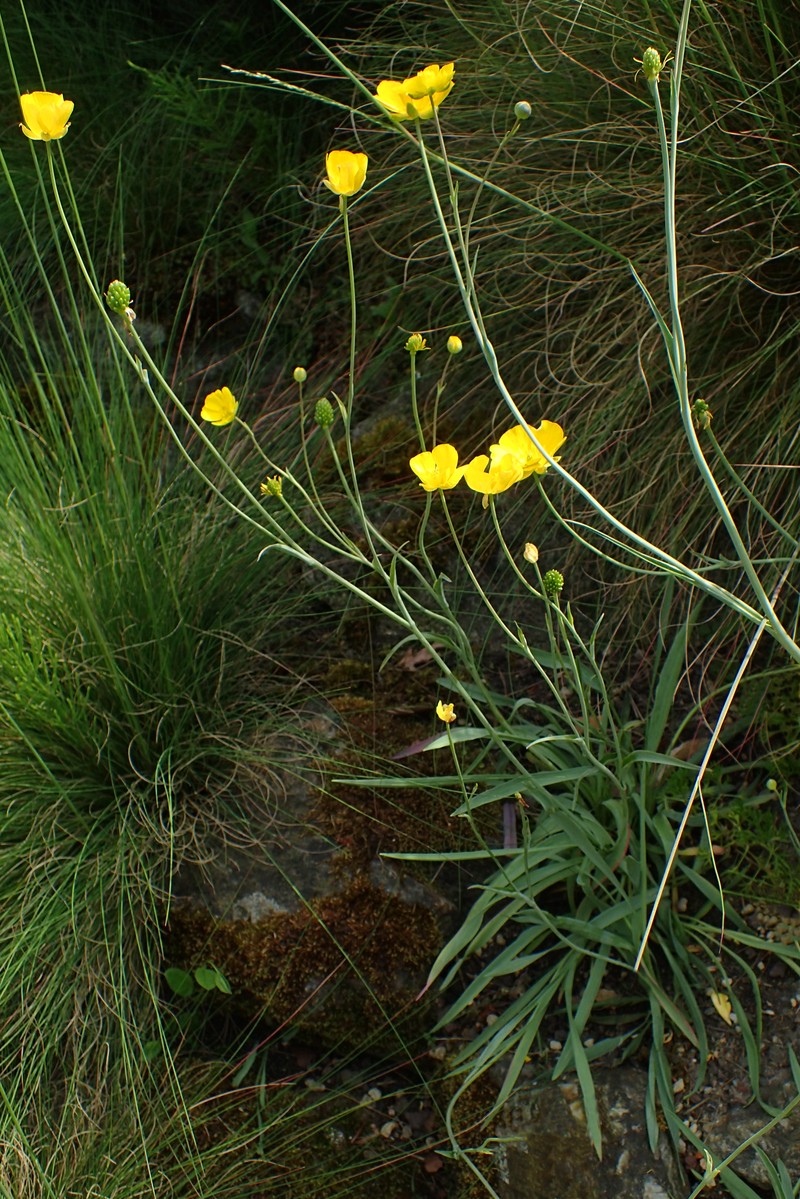Ranunculus gramineus photo 2