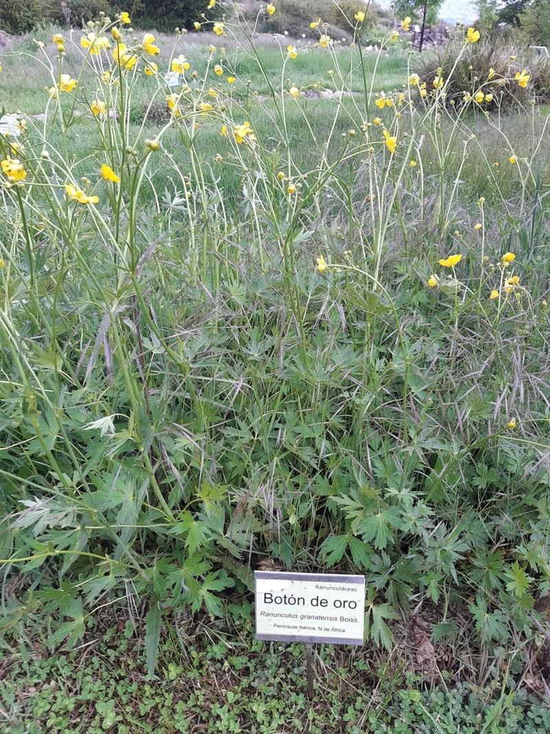 Ranunculus granatensis