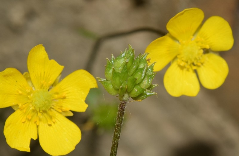 Ranunculus granatensis photo 2
