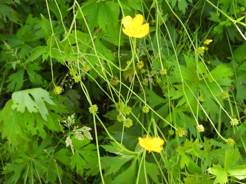 Ranunculus granatensis photo 3