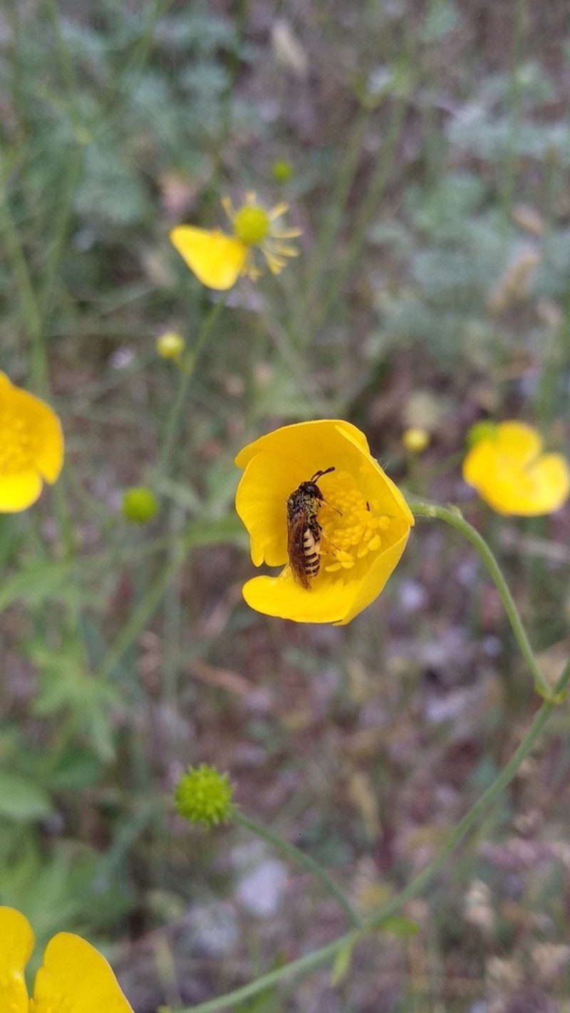 Ranunculus granatensis photo 4