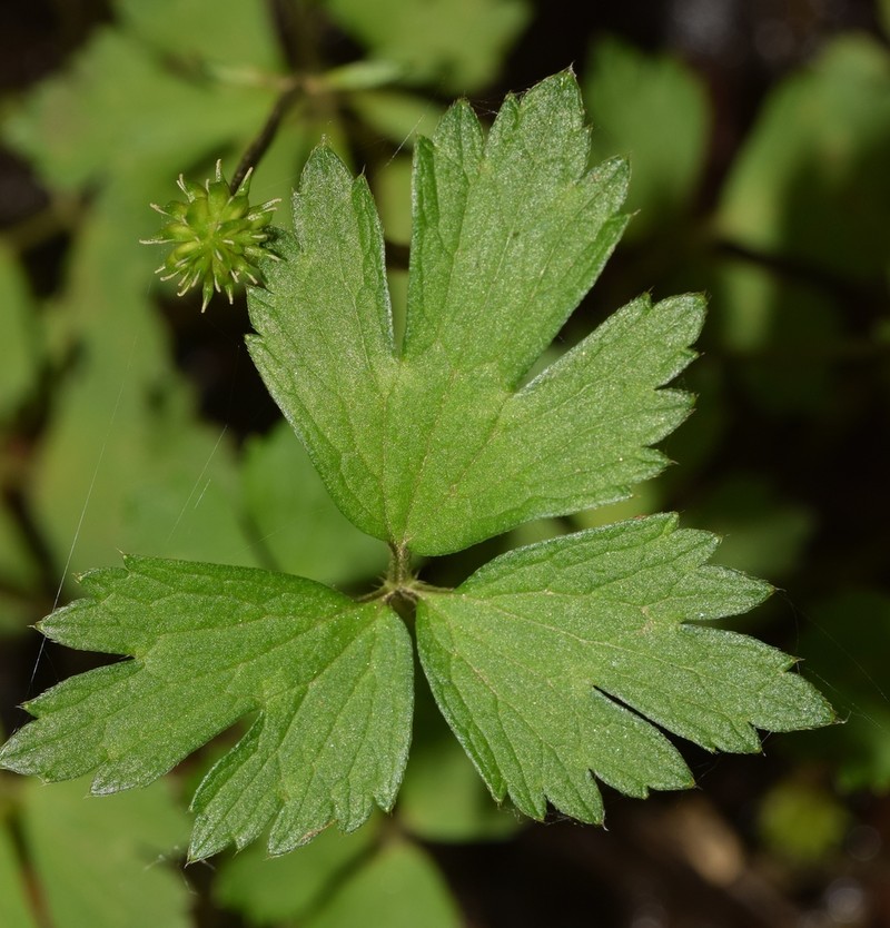 Ranunculus granatensis photo 5