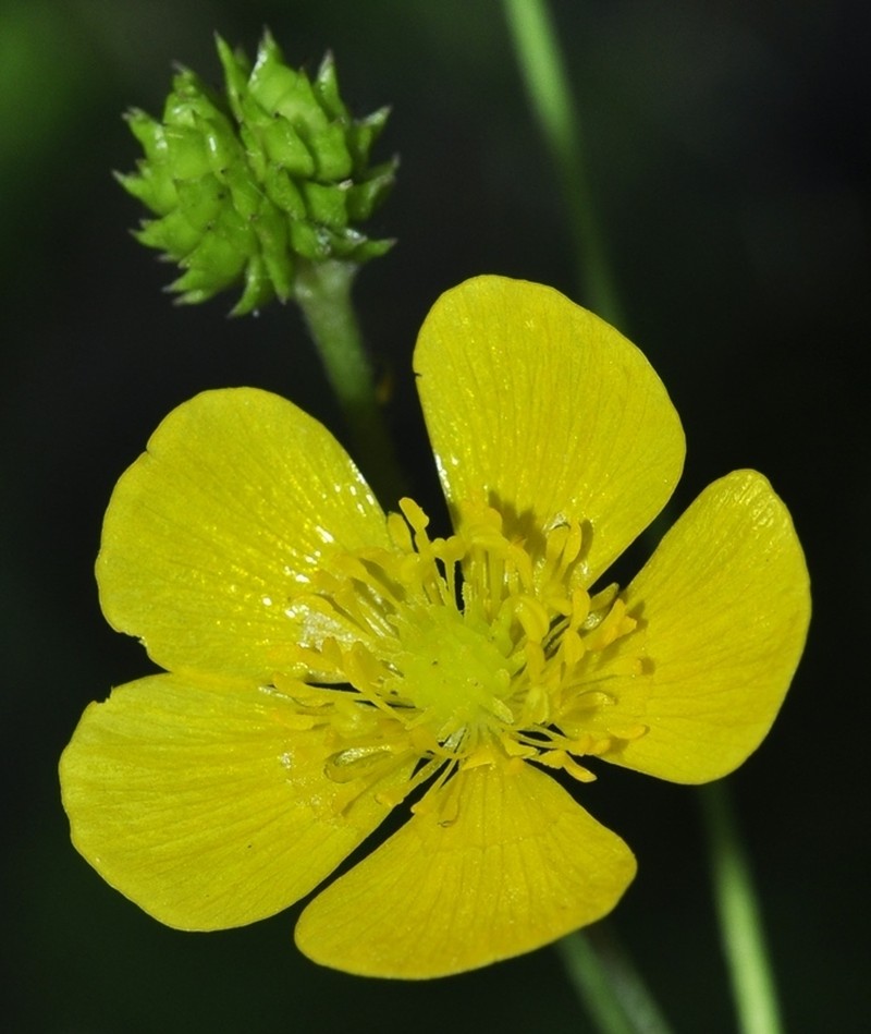 Ranunculus granatensis photo 6