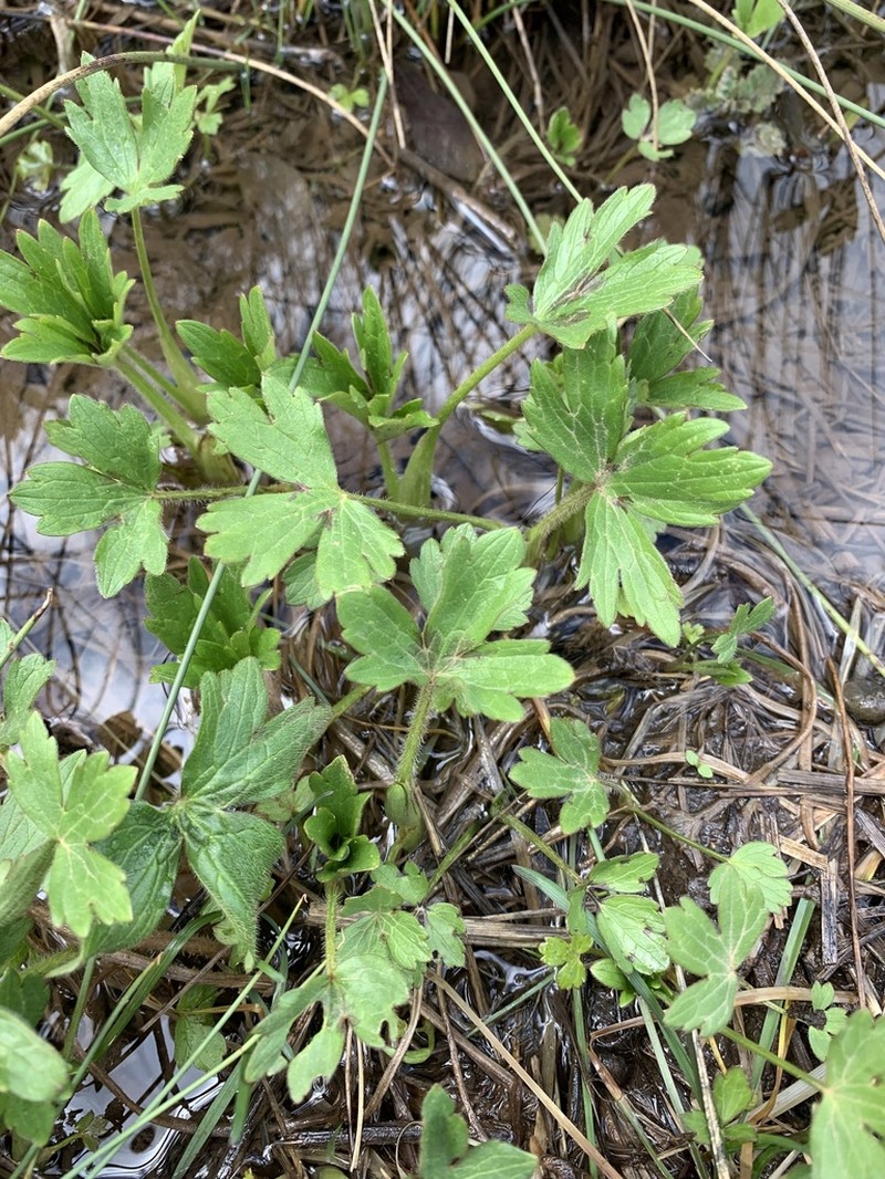 Ranunculus granatensis photo 7