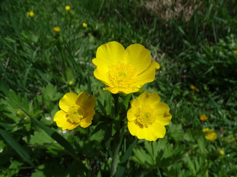 Ranunculus grandiflorus photo 2