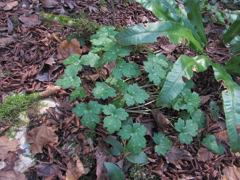 Ranunculus grandiflorus photo 3