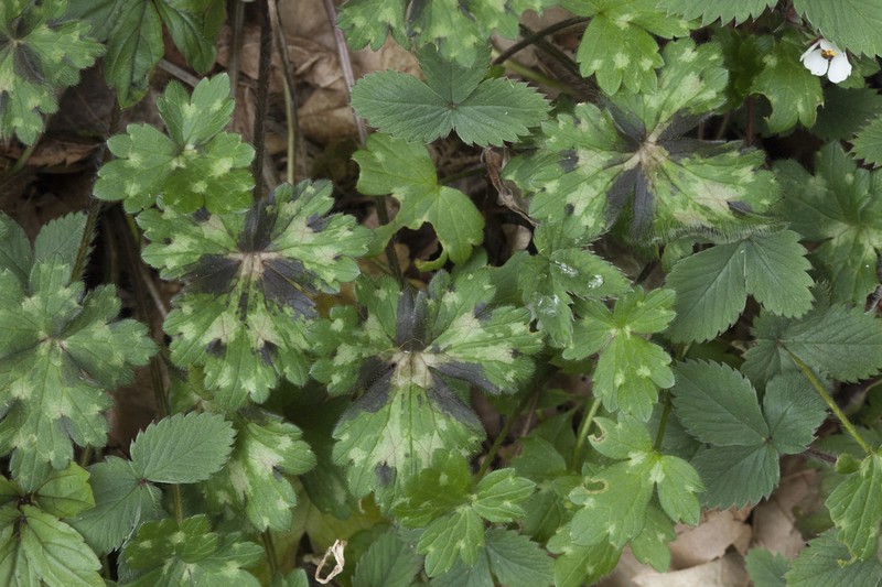 Ranunculus grandiflorus photo 4