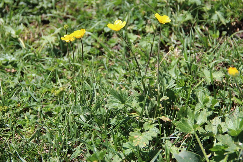 Ranunculus grandiflorus photo 6