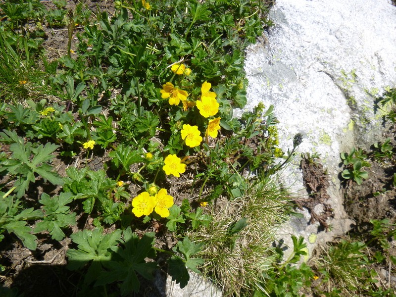 Ranunculus grandiflorus photo 7